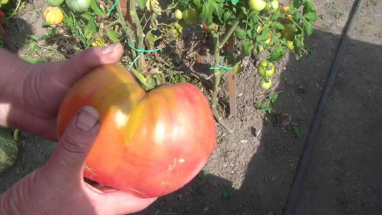 Борная кислота: незаменимая подкормка для помидоров