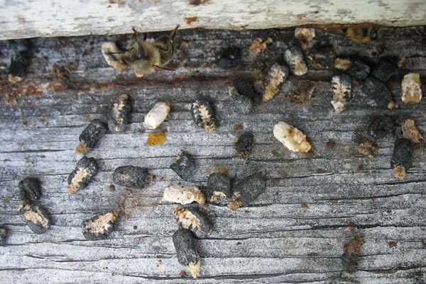 Каких болезней пчел следует опасаться пчеловоду?