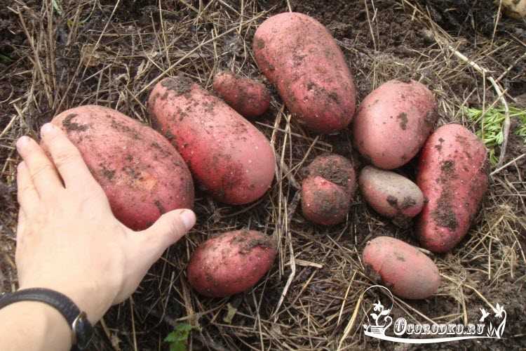 Голландский картофель сорта ред скарлетт: прекрасно выглядит, долго хранится