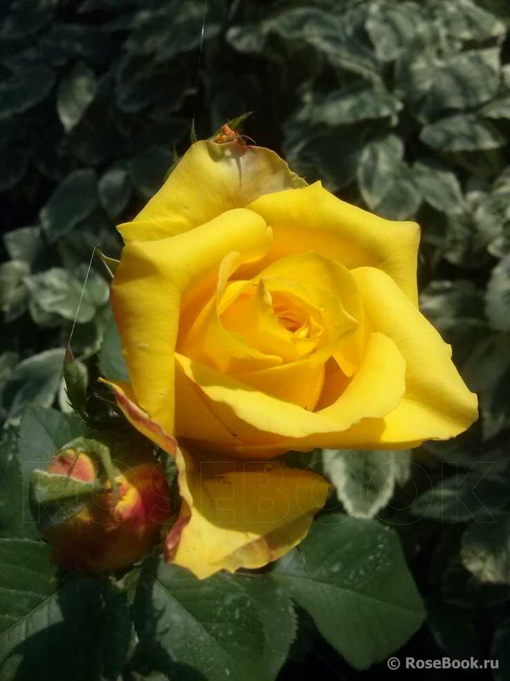 Роза керио: описание и фото сорта, история возникновения, цветение и использование в ландшафтном дизайне, уход и размножение, болезни и вредители