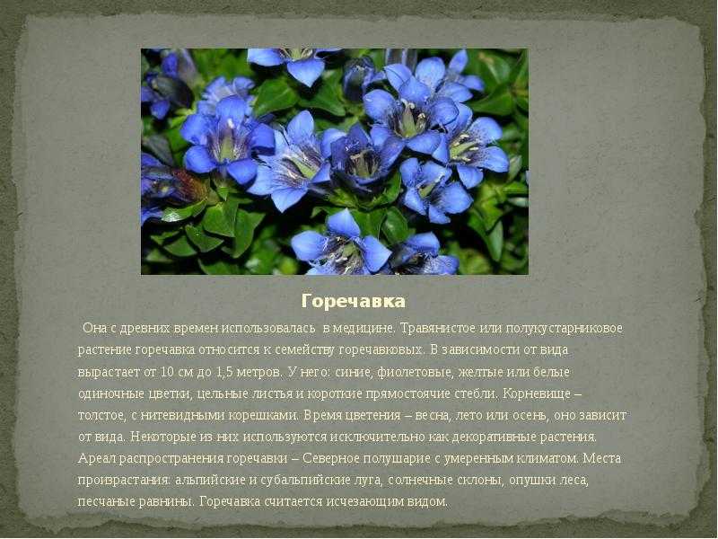 Цветок гентиана или горечавка: фото цветов и описание выращивания. синяя, желтая и бесстебельная горечавка