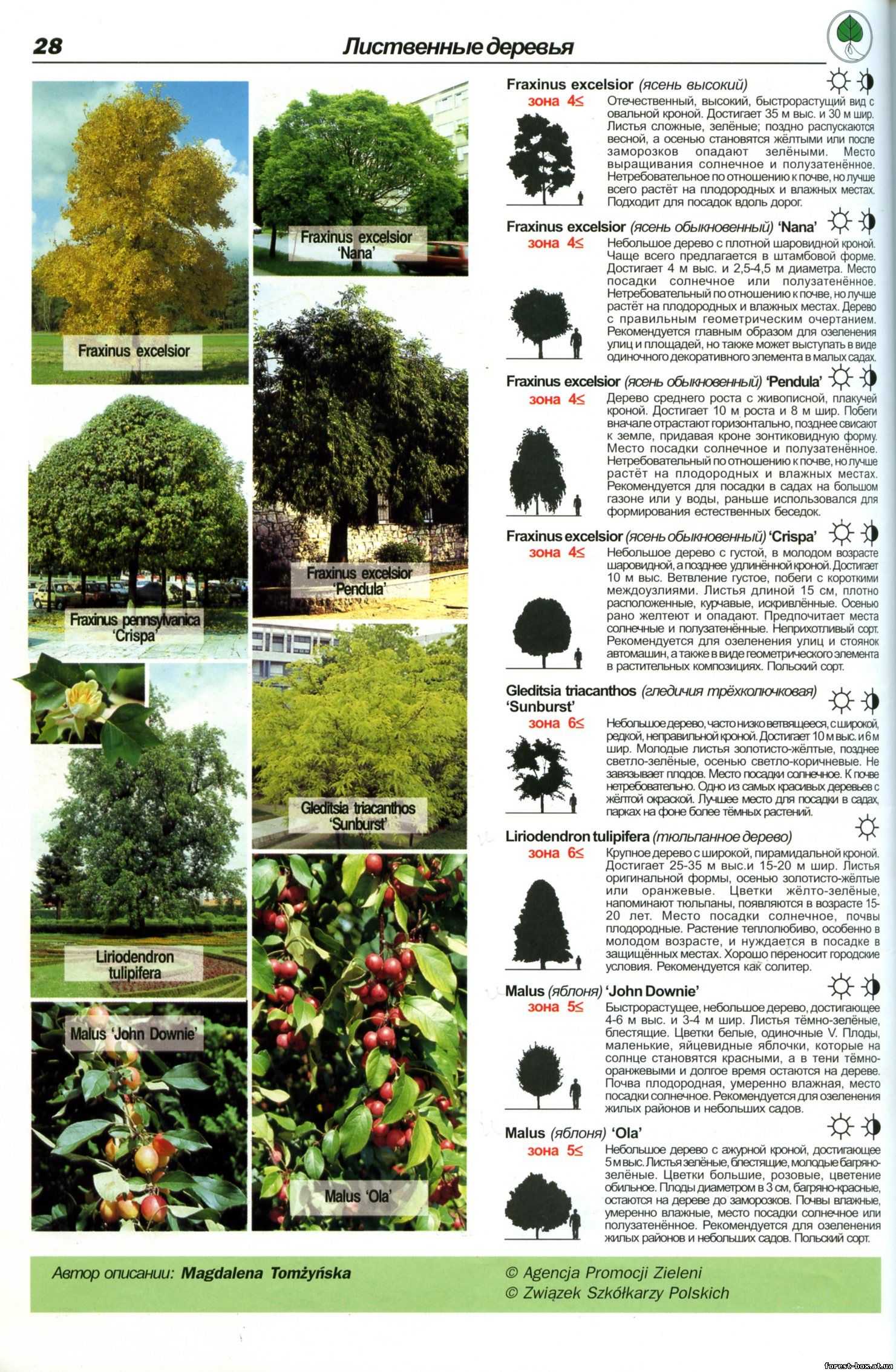 Виды городских деревьев фото и названия