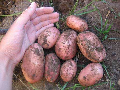 Сорт картофеля «тимо ханккиян» – описание и фото