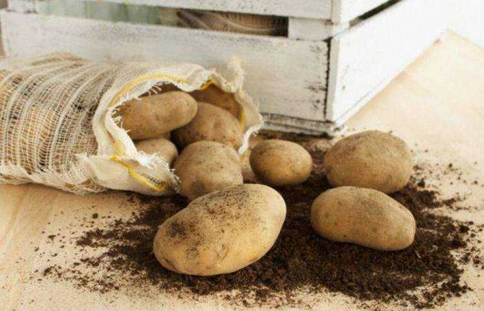 Сорт картофеля тимо ханккиян: описание, посадка и уход