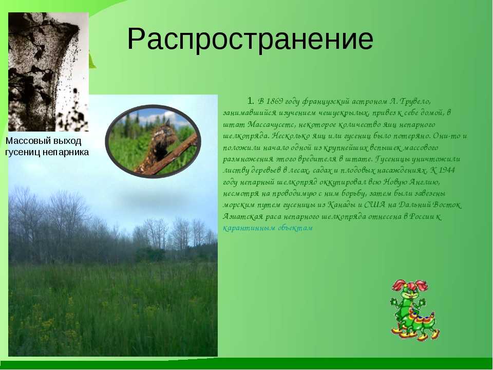 Непарный шелкопряд: описание. вредители леса