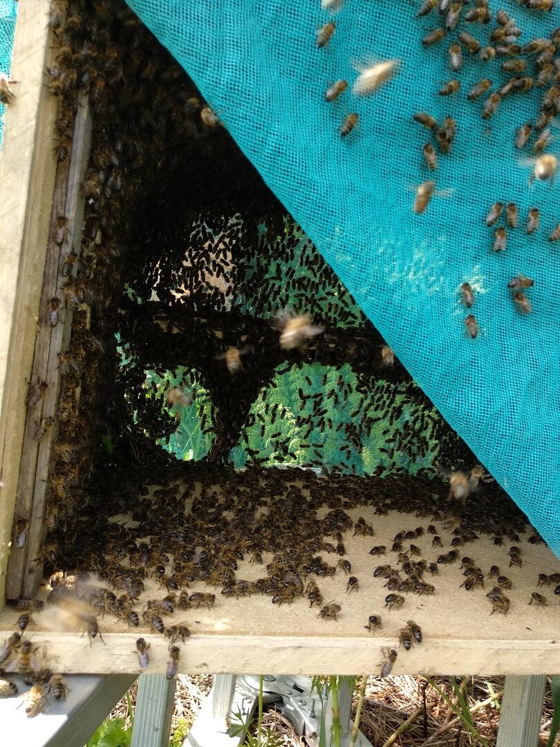 Как поймать рой пчел в ловушку и пересадить в улей