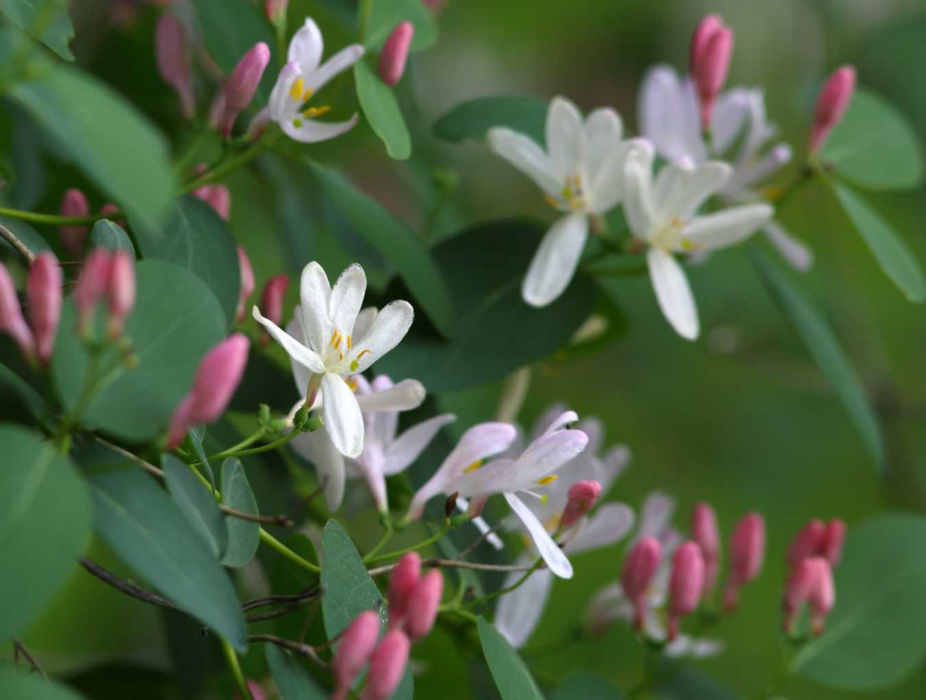 Lonicera tatarica жимолость Татарская