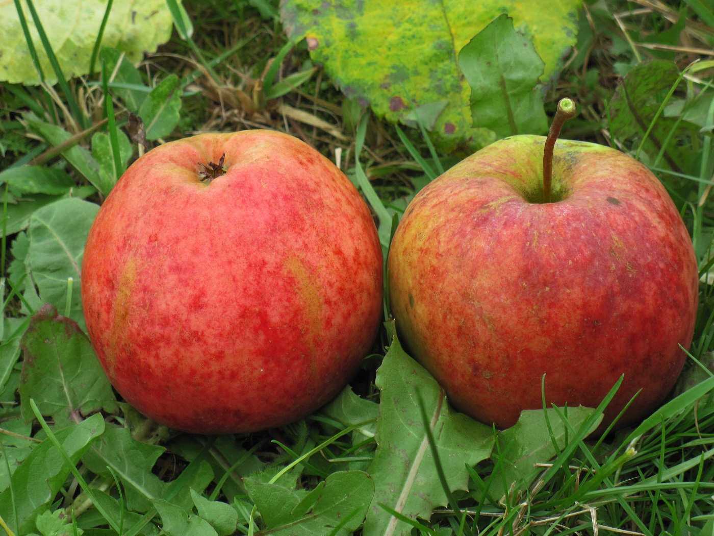 Сорт яблони пепин шафранный – описание, фото