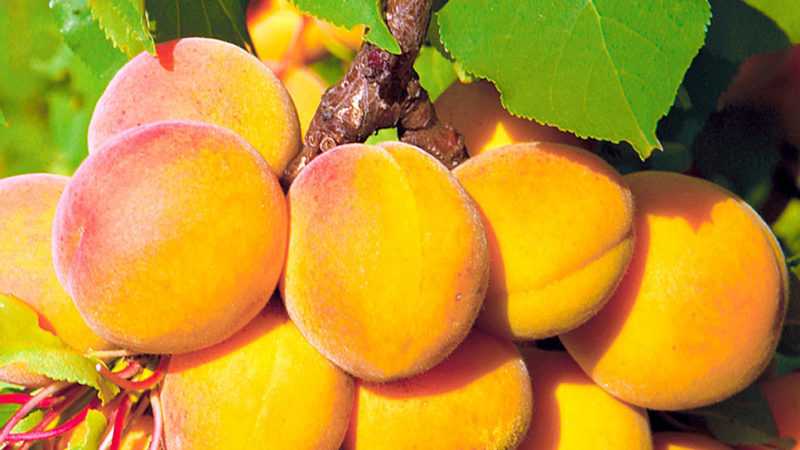 Об абрикосе Медовый: описание и характеристики сорта, посадка, уход, выращивание