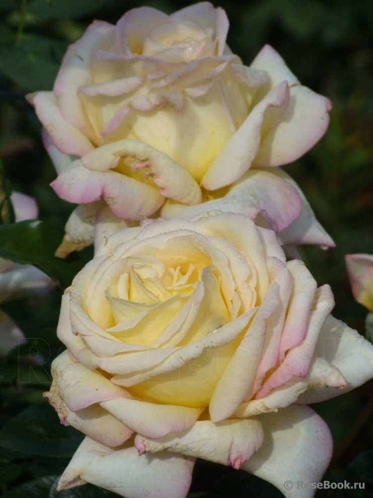 Роза чайно-гибридная глория дей — отзывы. негативные, нейтральные и положительные отзывы