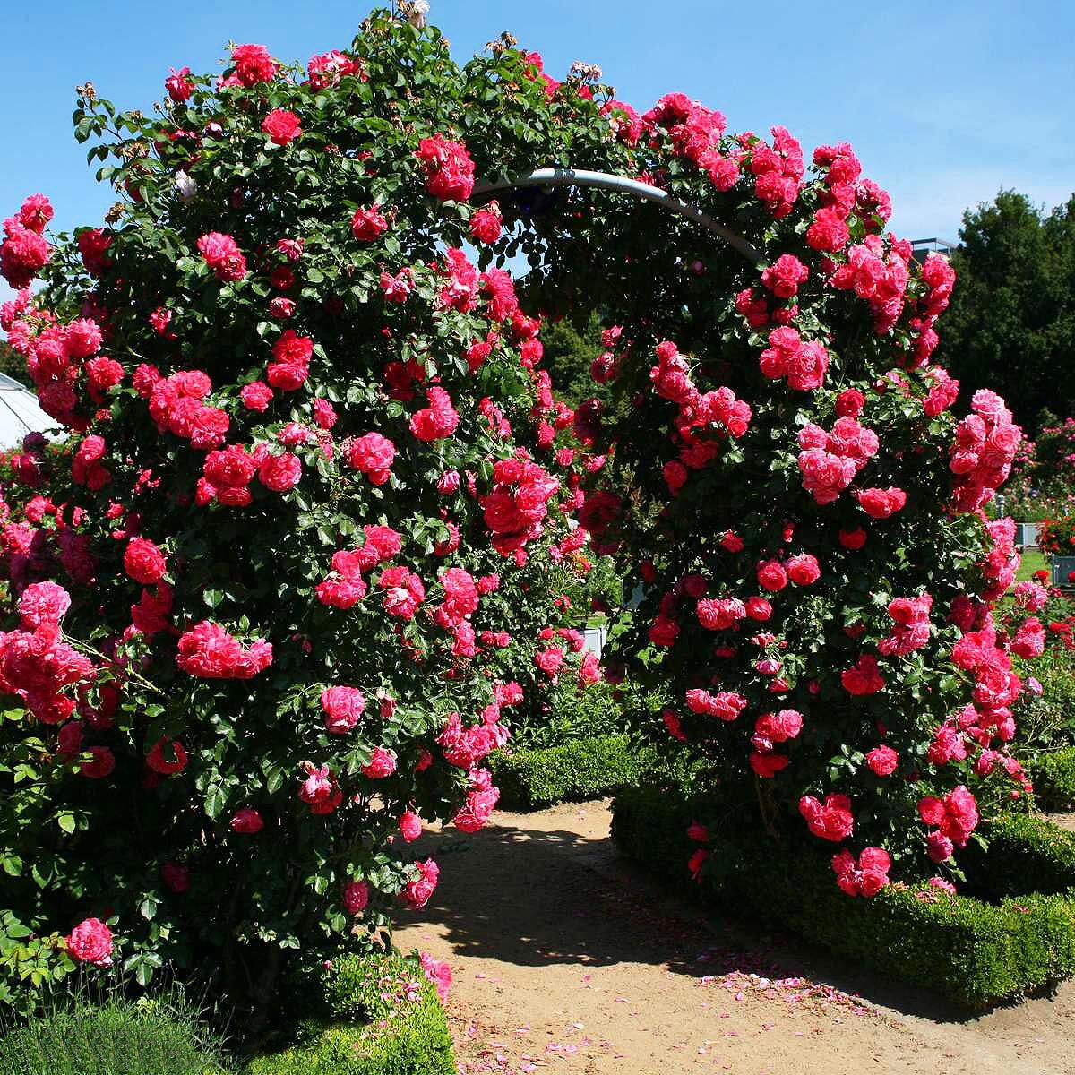 О розах клаймингах (плетистые, чайно гибридные розы): Пауль Скарлет, Крайслер