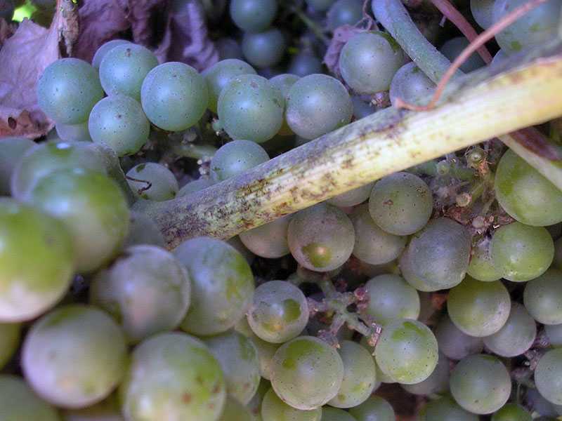 Дырки на листьях винограда — что делать и чем обработать виноград. болезни, вредители и 95 фото проблем с виноградом