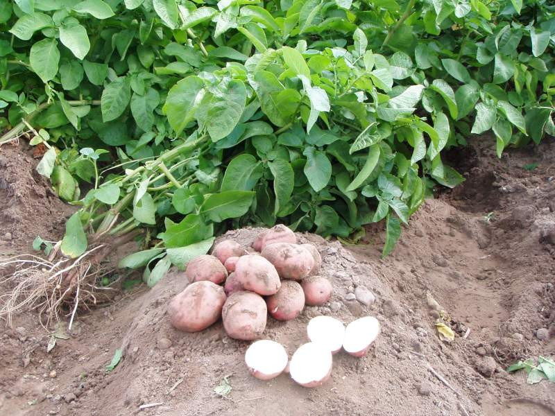 Что посадить после картофеля на следующий год и с чем совместить посадки