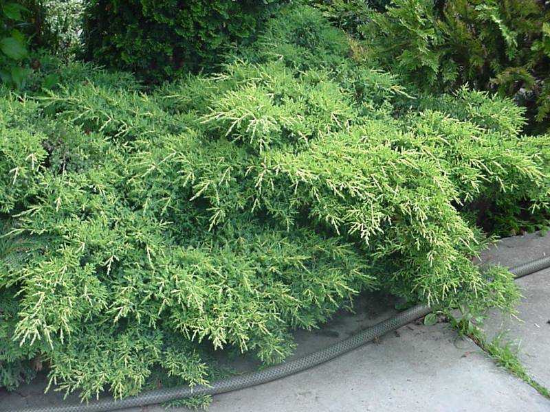 Можжевельник средний пфитцериана ауреа (juniperus x-media pfitzeriana aurea)