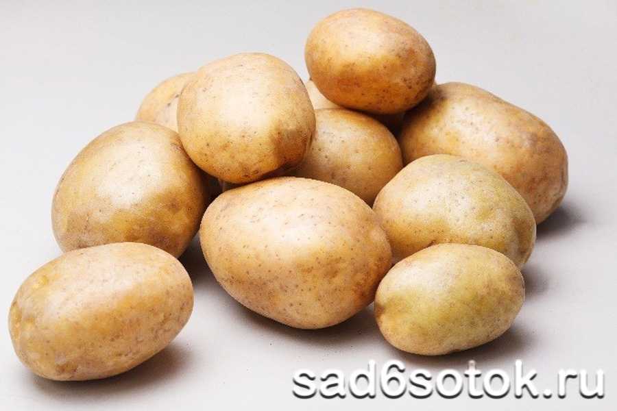 Сорта картофеля