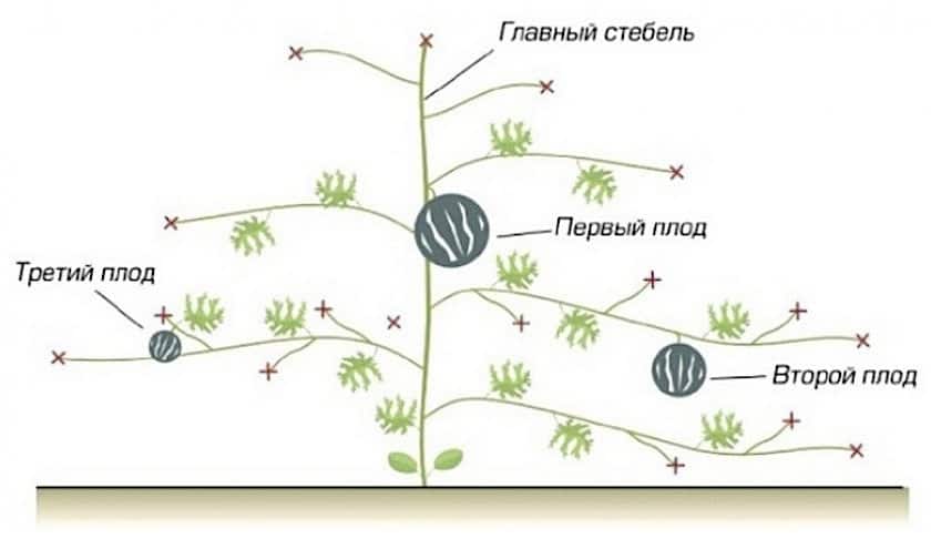 Как прищипывать арбузы и дыни схема