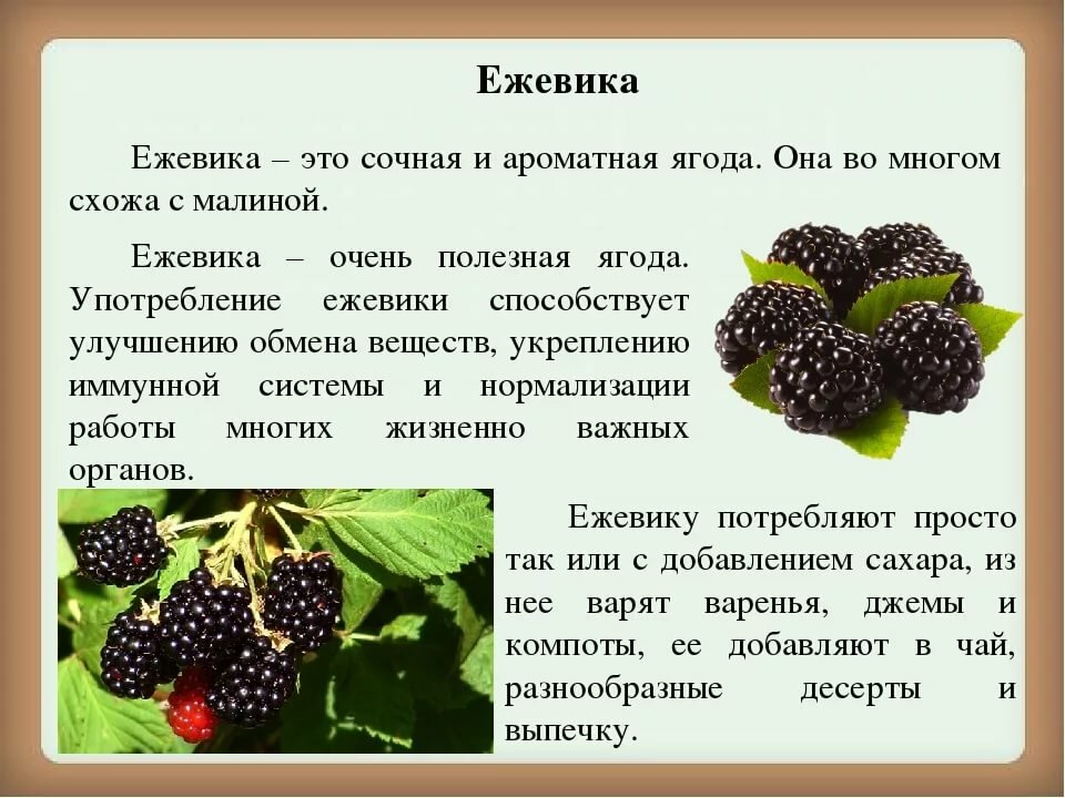 Сонник есть ягоды. Ежевика и тутовник. Описание ягоды ежевики. Ежевика полезные свойства. Еживикаполезные свойства.
