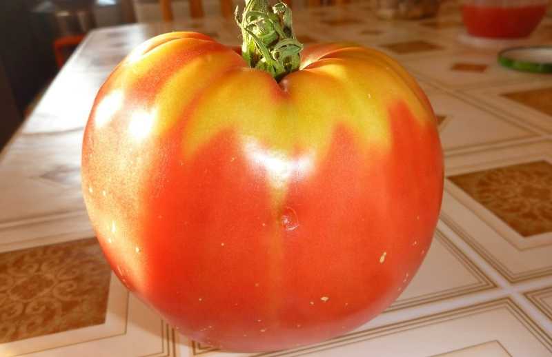 Вкусный здоровяк: описание томата сорта вельможа и особенности выращивания крупных плодов