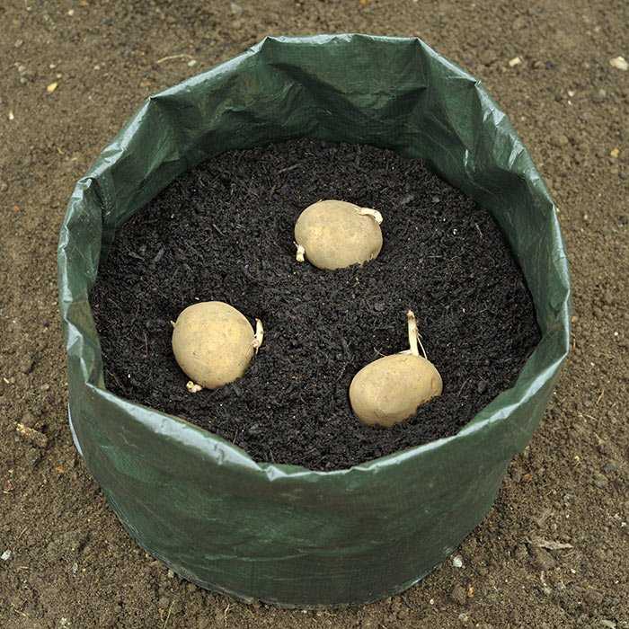 Выращивание картофеля в бочке: правильная технология и последующий уход, плюсы и минусы, а так же выбор подходящих клубней, инструментов, земли и удобрения