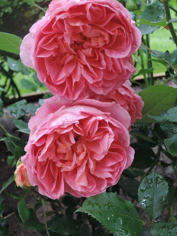 Английская парковая роза остина boscobel (боскобель): описание, фото, отзывы