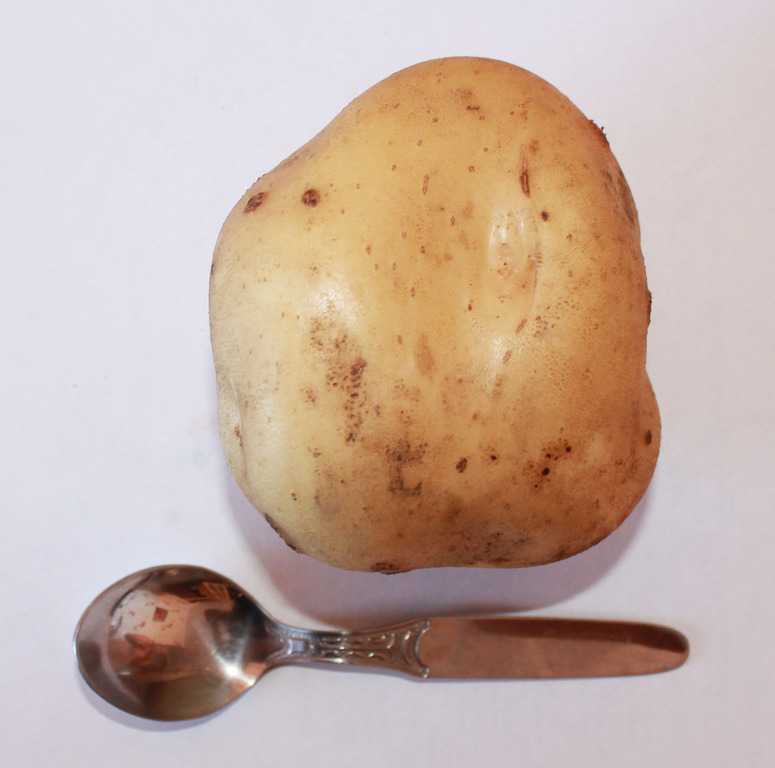 Сорт картофеля тимо: описание и характеристика, отзывы