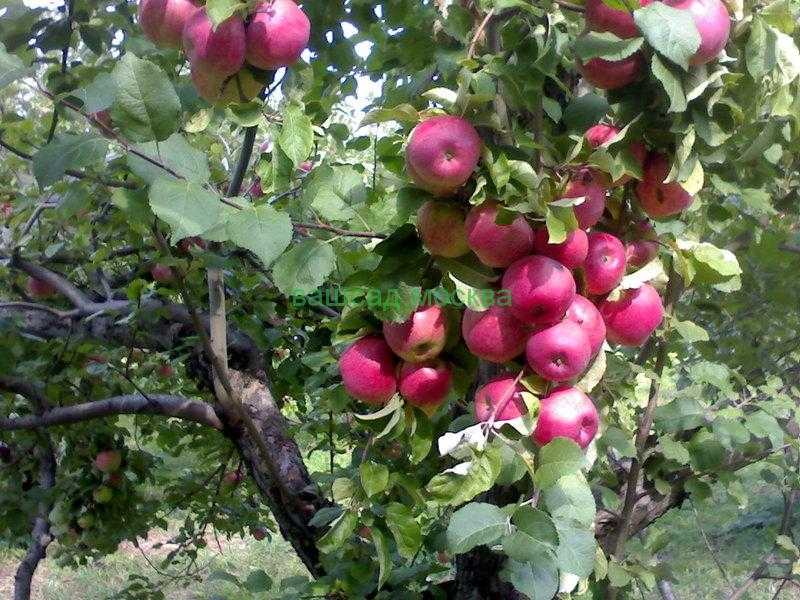 Особенности посадки и ухода за яблоней сорта апорт