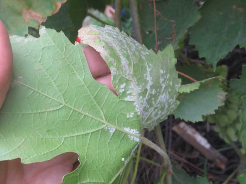 Первая весенняя обработка винограда от болезней: препараты и народные средства