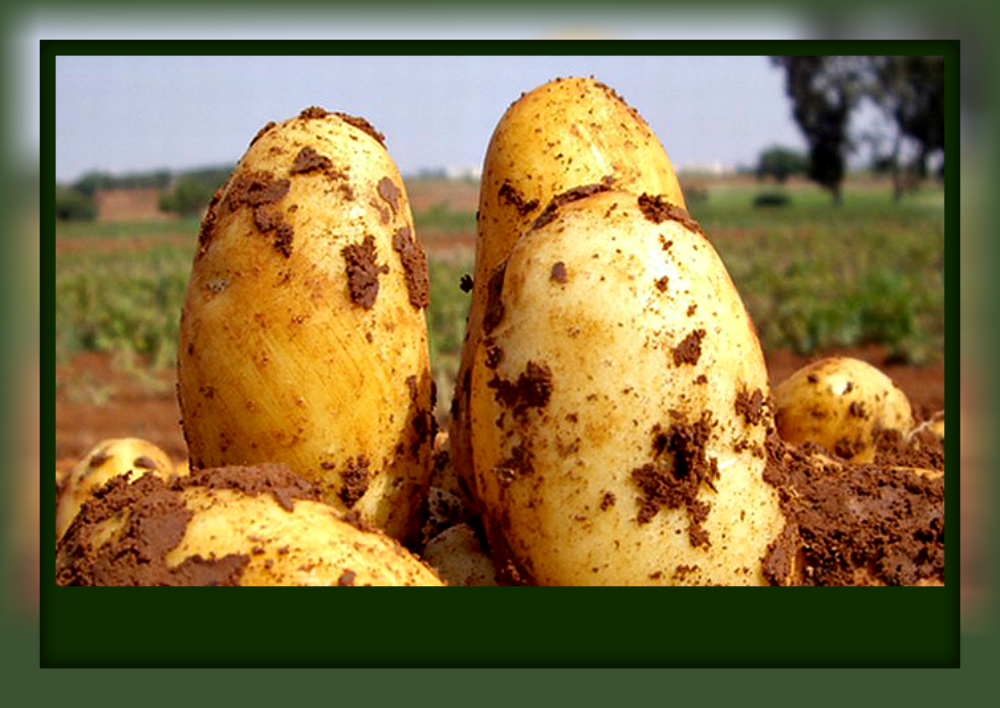 Картофель «серпанок»: описание сорта, фото и основные характеристики украинской картошки