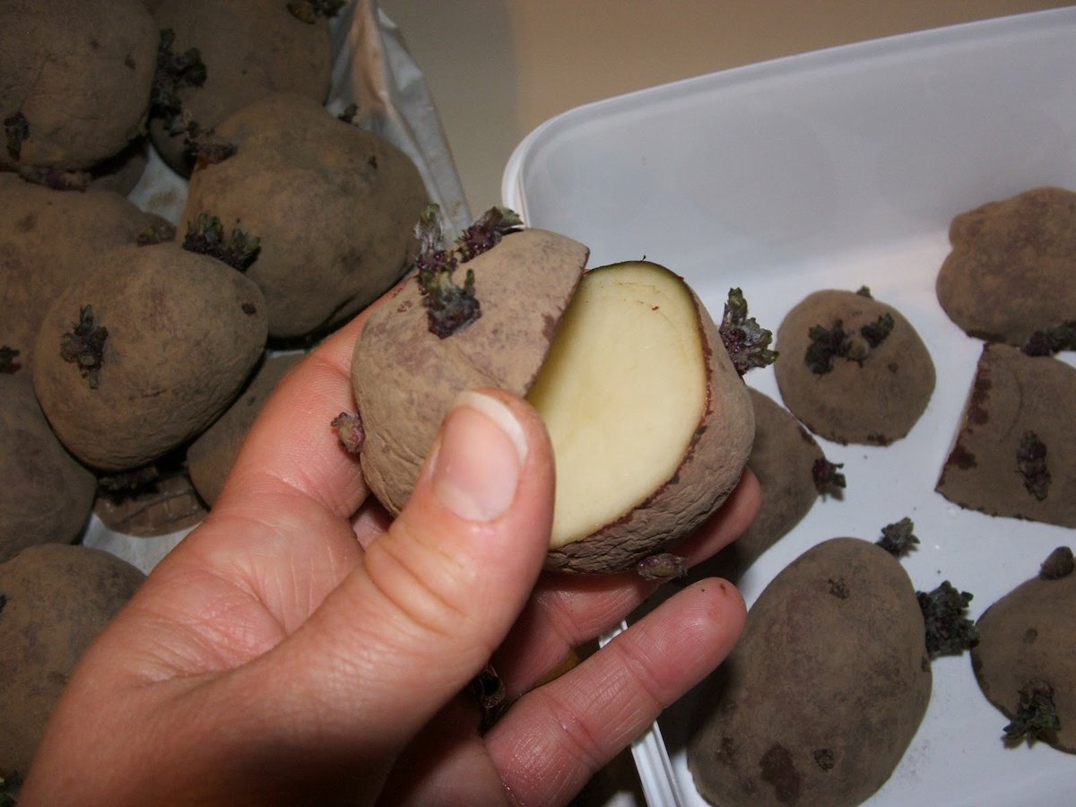 Как правильно прорастить картофель для посадки. Клубень картофеля. Разрезанный клубень картофеля. Подготовка клубней картофеля к посадке. Разрезать картофель посадка.
