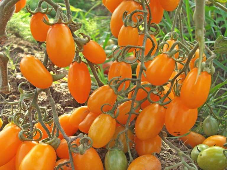 Финик желтый: описание сорта томата, характеристики помидоров, посев