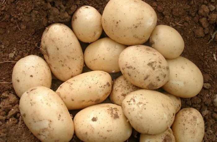 Картофель "великан": описание сорта, характеристики корнеплода, советы по выращиванию, а так же фото-материалы