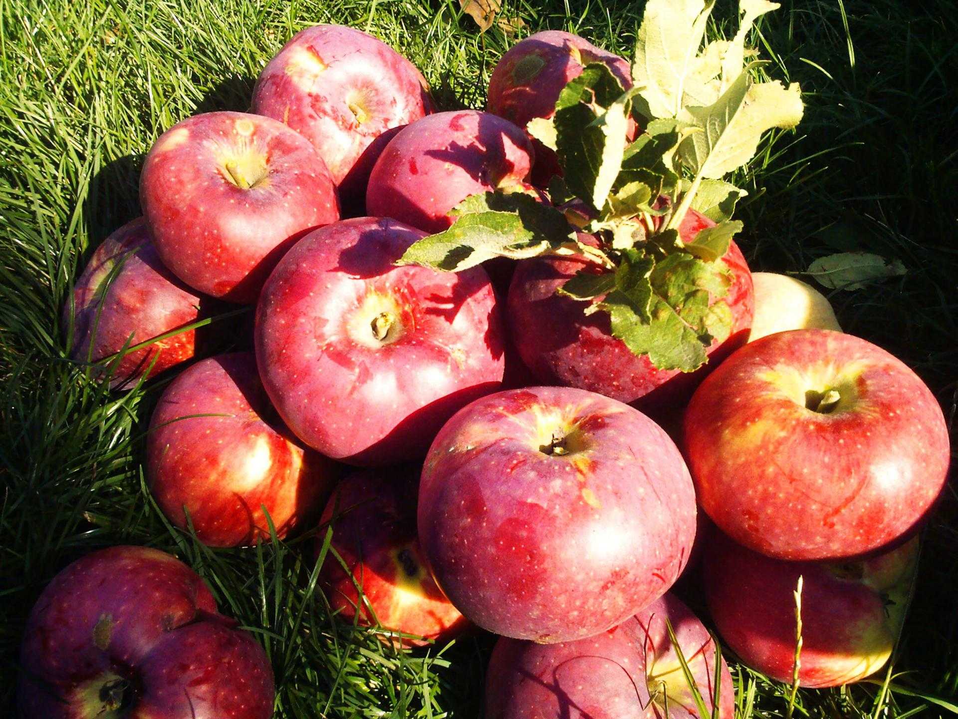 Характеристики яблони апорт