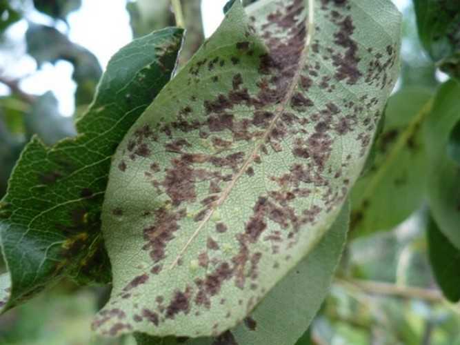 Чем лечить паршу на листьях груши: как бороться с черными пятнами