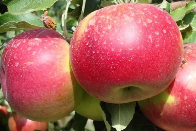 Характеристики яблони апорт