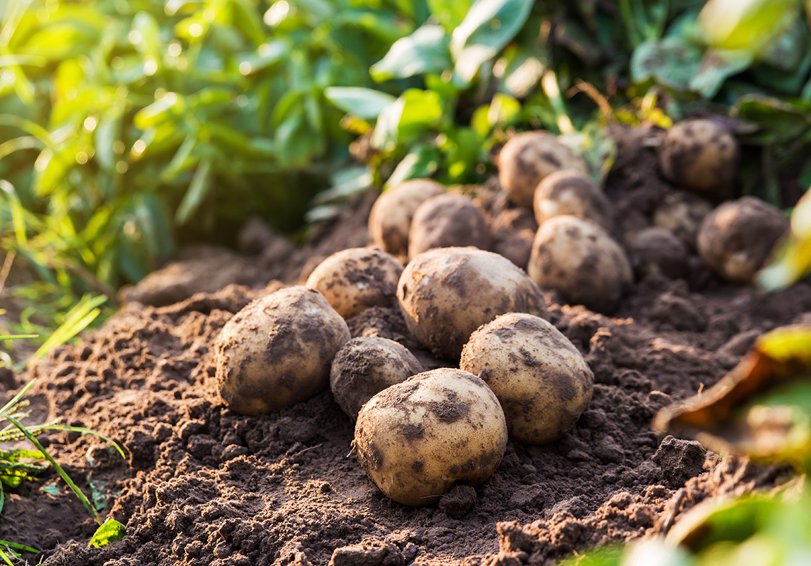 Что сажать после картофеля на следующий год – список культур