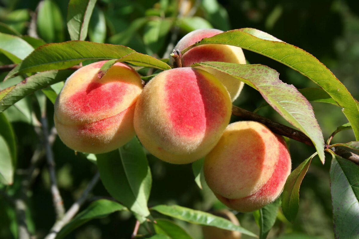 Нектарин: это гибрид персика и чего