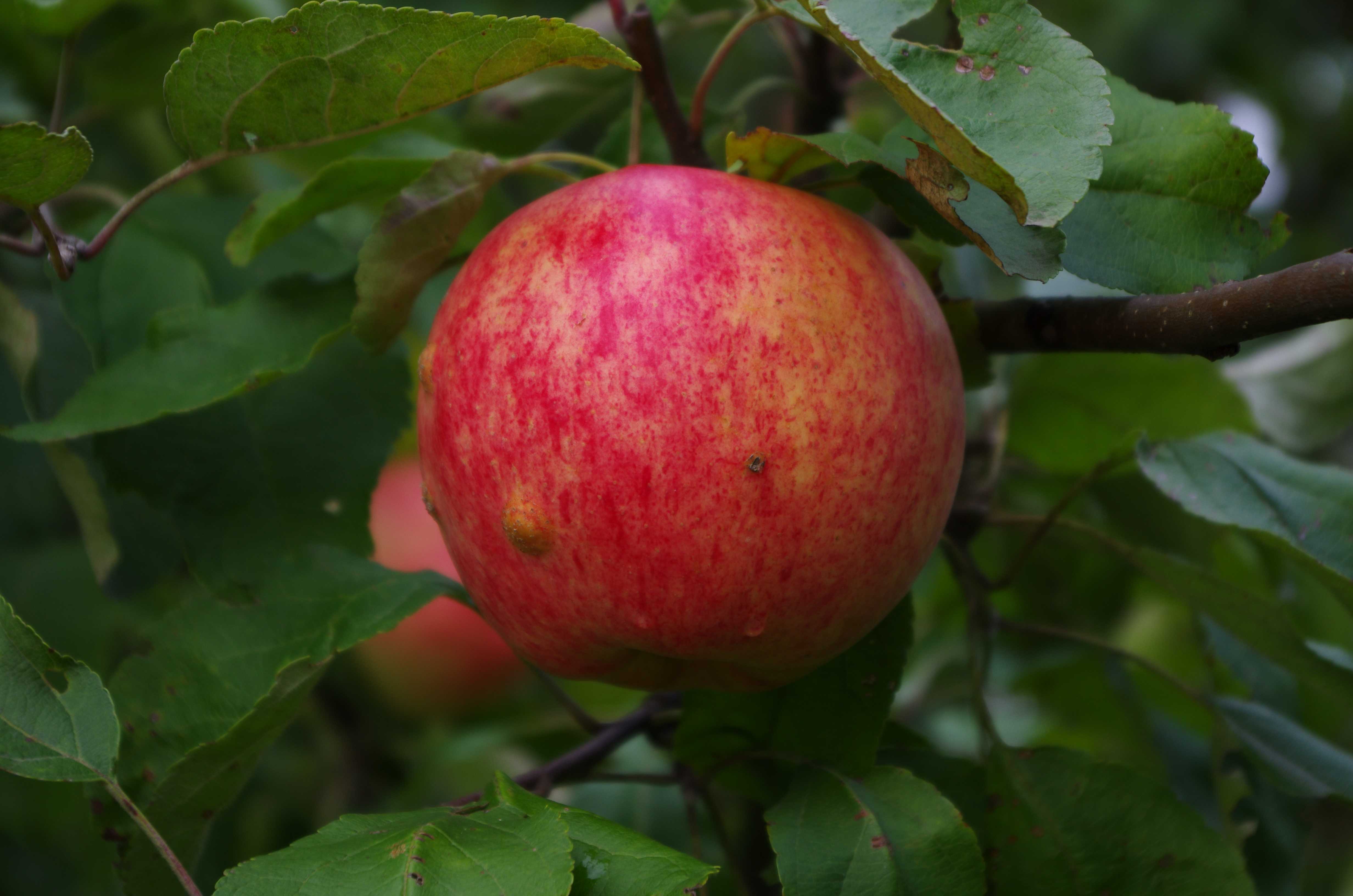 Сорт яблок коричное фото и описание сорта полосатое