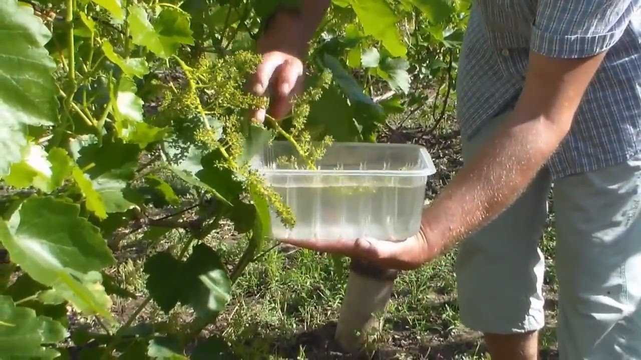 Чем обработать виноград в апреле