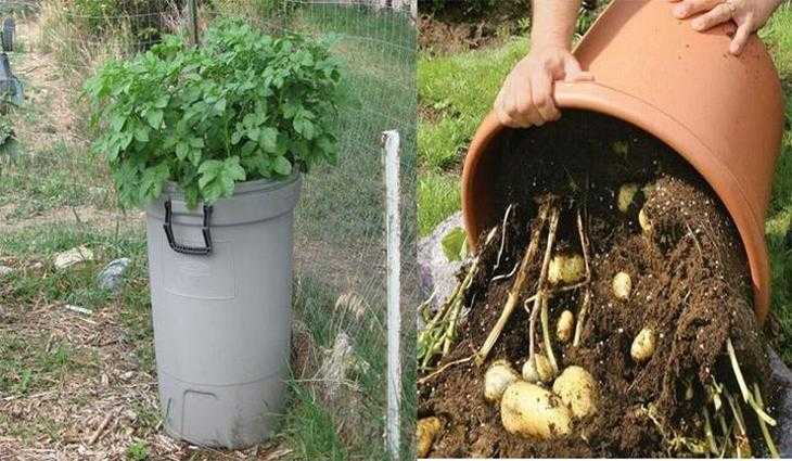 Выращивание картофеля в мешках: технология пошагово, плюсы и минусы, необходимые условия, а также сравнение с посадкой овоща в бочки и ящики