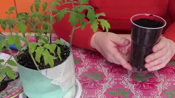 Технология китайского способа выращивания рассады томатов