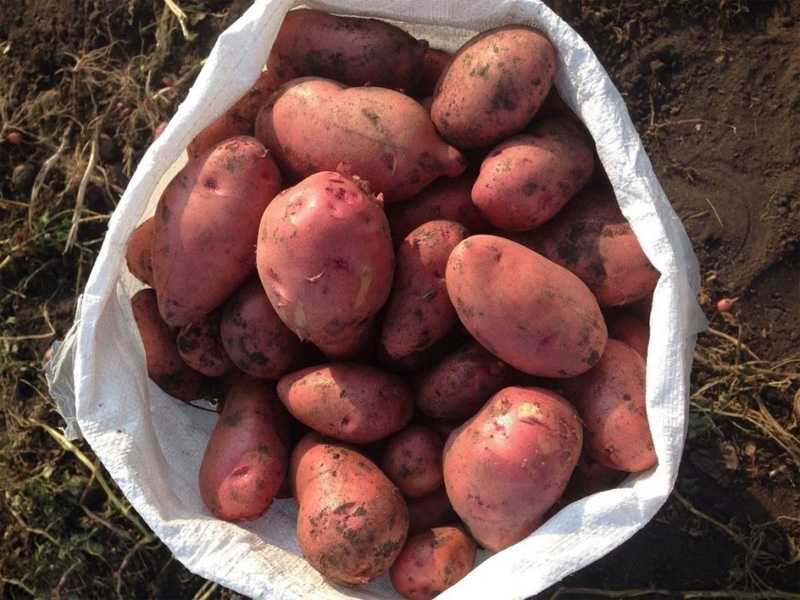 Scarlett Dutch Red Potatoes – отлично выглядит, долго хранится