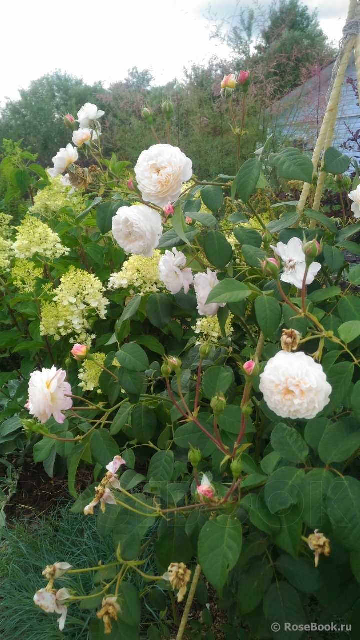 Плетистые розы рамблеры и клаймберы: фото, описание сортов