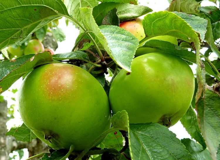 Сорт яблони богатырь: описание и правила выращивания
