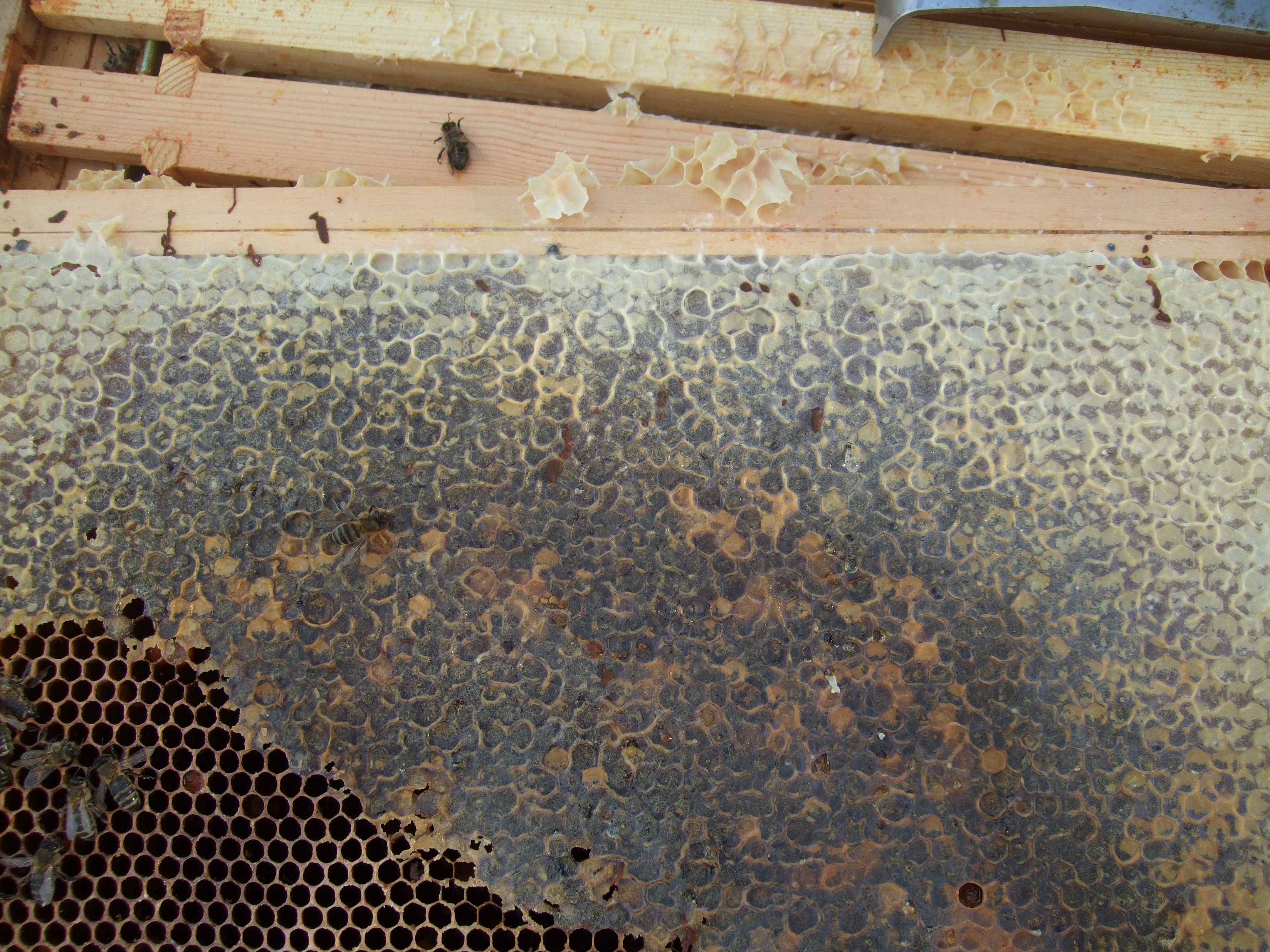 О нозематозе пчел: что это такое, симптомы и лечение, профилактика осенью