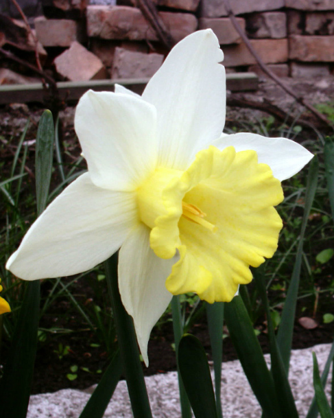 Весенний цветок нарцисс: фото и описание растения, посадка и уход, лучшие сорта нарциссов