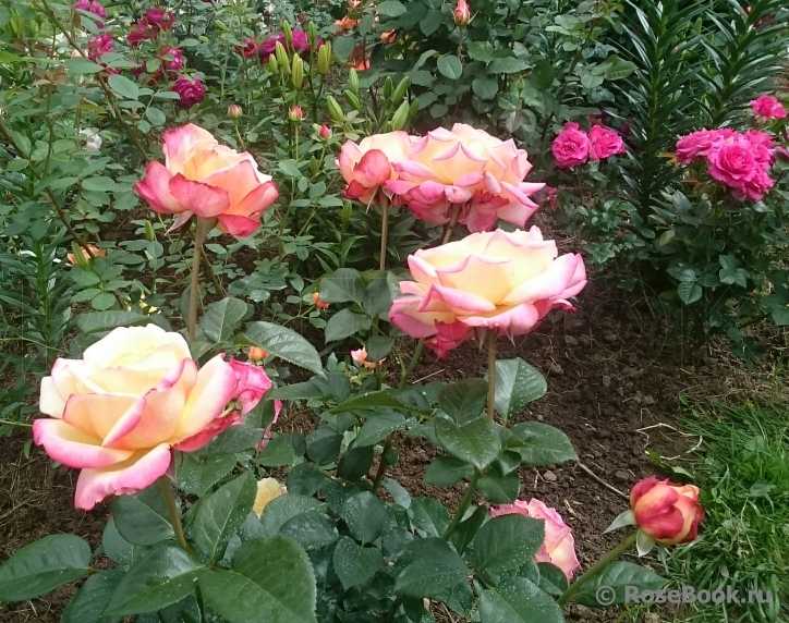 О сортах розы Кордес: описание и характеристики, выращивание в Подмосковье