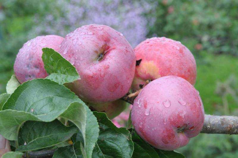 О яблоне Подарок Графскому: описание сорта, характеристики, агротехника, как выращивать