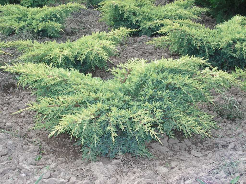 Можжевельник средний голд кост (juniperus x media gold coast)