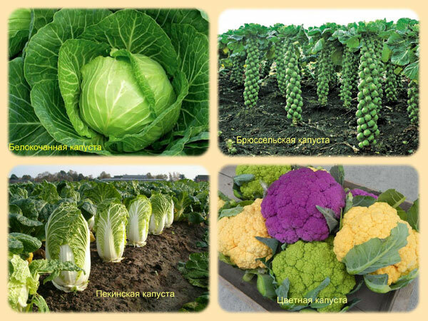 Выбираем сорт белокочанной капусты: по сроку созревания и региону произрастания