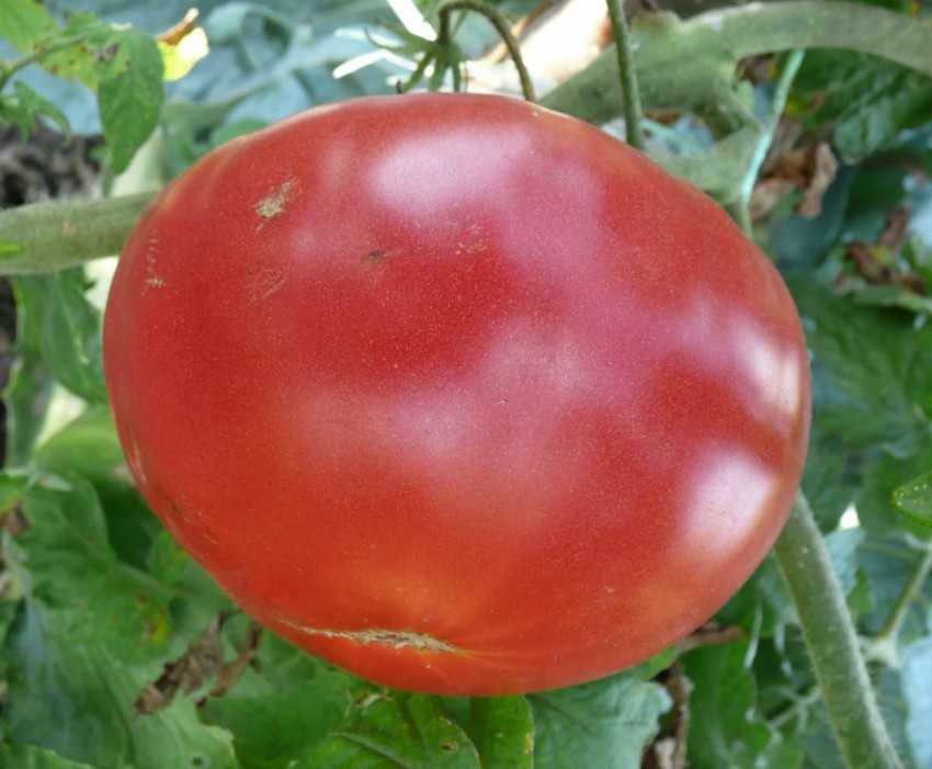 Сорт томата «де барао гигант»: описание, характеристика, посев на рассаду, подкормка, урожайность, фото, видео и самые распространенные болезни томатов